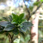  Pittosporum senacia subsp.jpeg